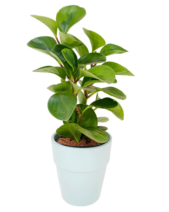Peperomia Variegated Green 'Baby Rubber Plant' | Obtusifolia