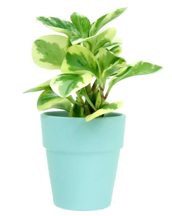 Peperomia Variegated 'Baby Rubber Plant' (plante caoutchouc)