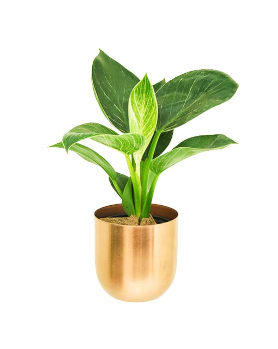 Air-Purifying Collection in Copper Pots (4-Pack)
