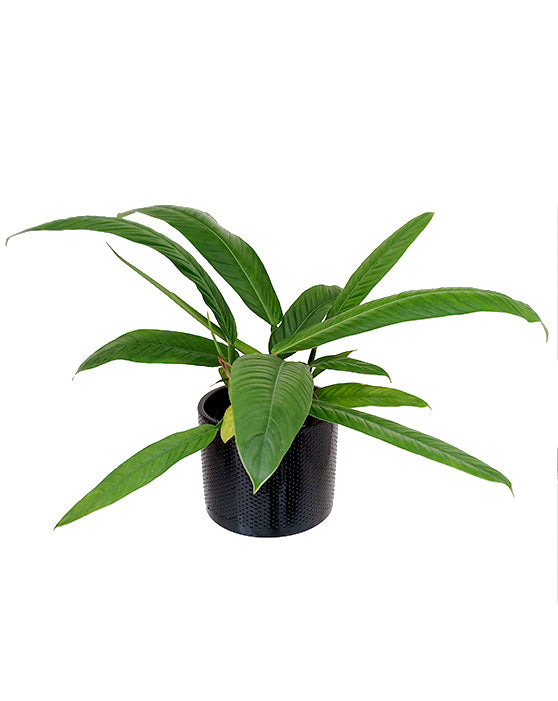 Philodendron Campii 'Lynette'
