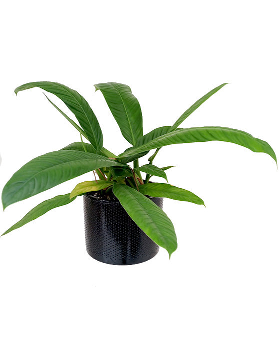 Philodendron Campii 'Lynette'
