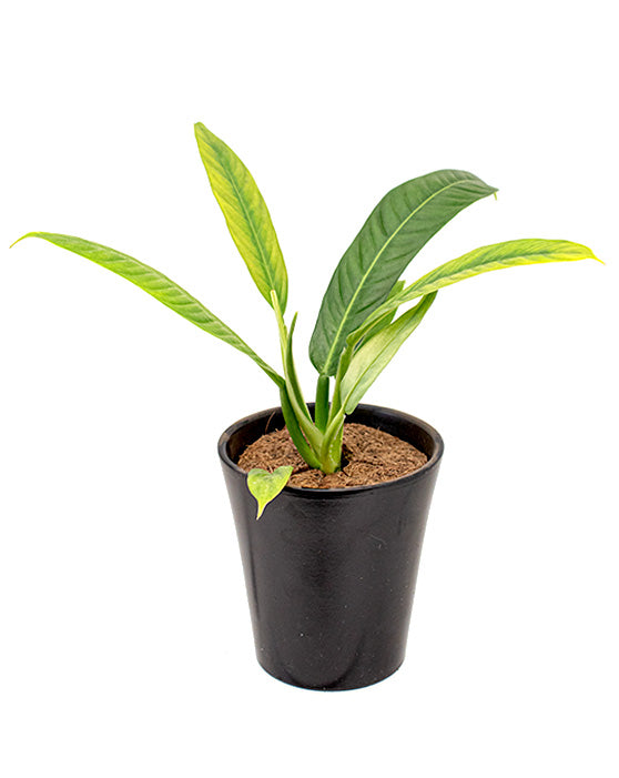 Philodendron Campii 'Lynette'