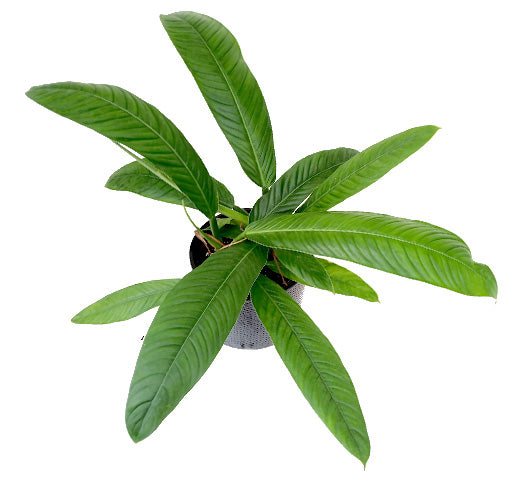 Philodendron Campii 'Lynette'