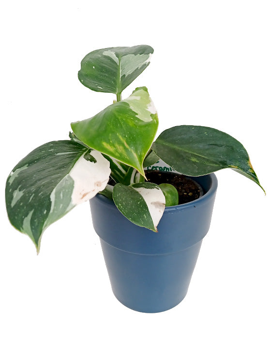 Philodendron 'Variegated White' | Punctata