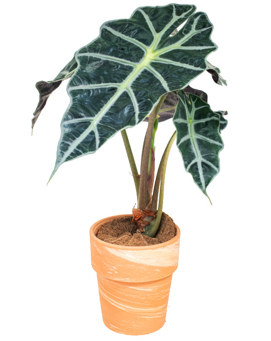 Alocasia African Mask 'Polly' (masque africain)