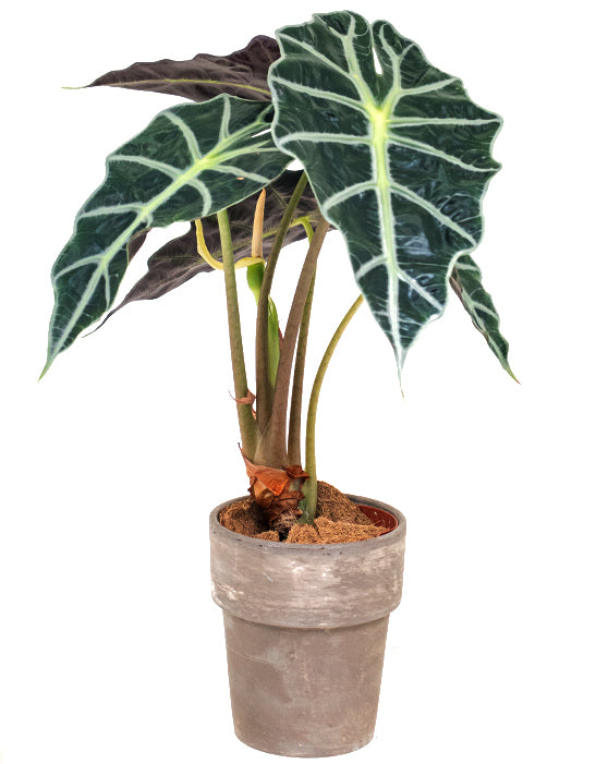 Alocasia African Mask 'Polly' (masque africain)