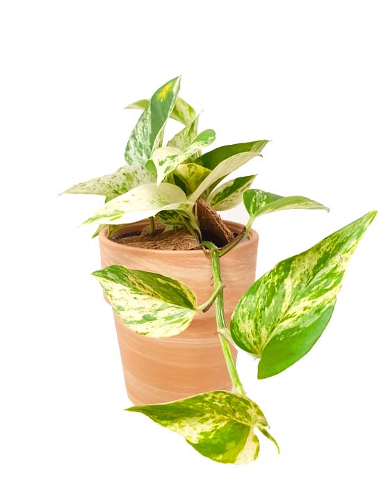 Pothos 'Marble Queen