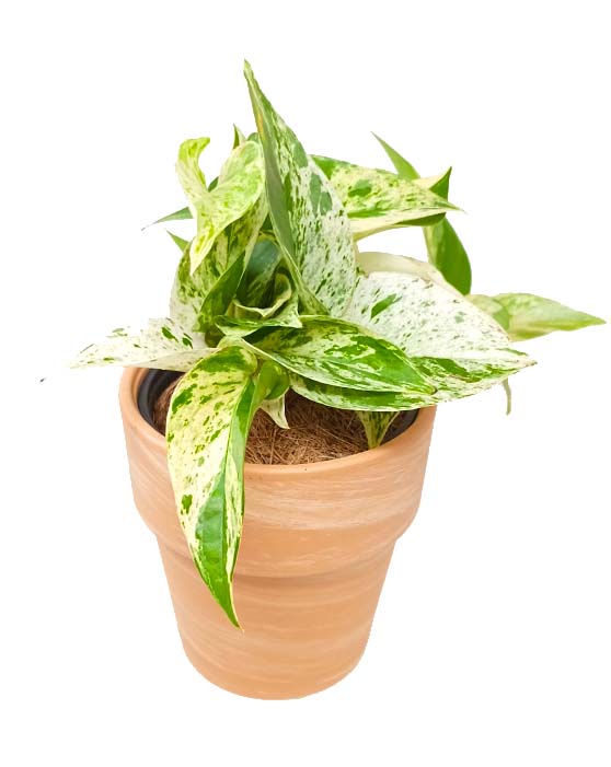 Pothos 'Marble Queen