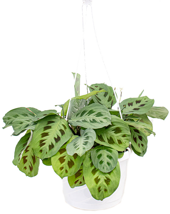 Vert 'Plante à prières' | Maranta
