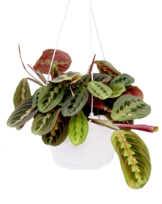 Red 'Prayer Plant' | Maranta