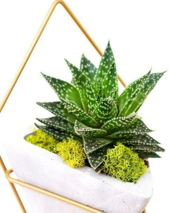 Succulent with Moss in Mair Triangle Wall Planter