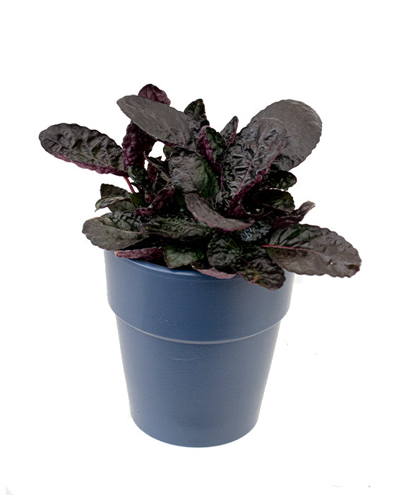 Purple Waffle Plant | Hemigraphis alternata