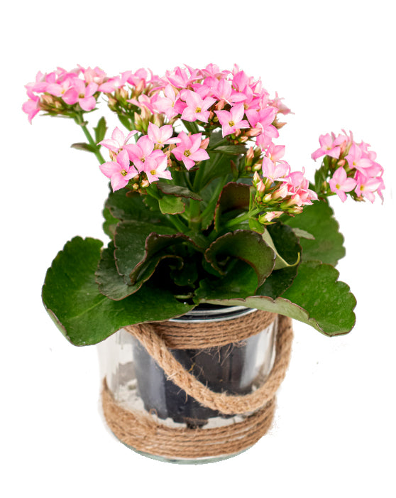 Glass Favour Container with Rope Handle | 4