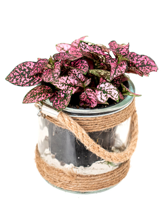 Polka Dot Plant Pink | Hypoestes