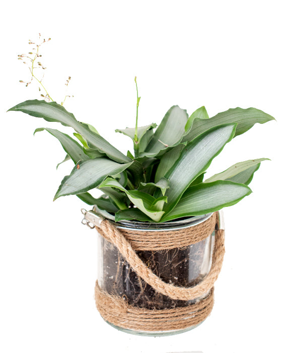 Glass Favour Container with Rope Handle | 4