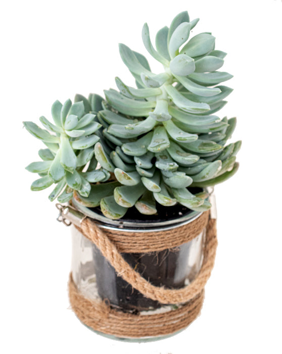 Glass Favour Container with Rope Handle | 4