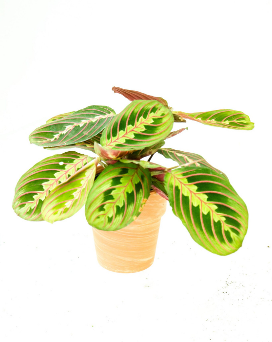 Red 'Prayer Plant' | Maranta