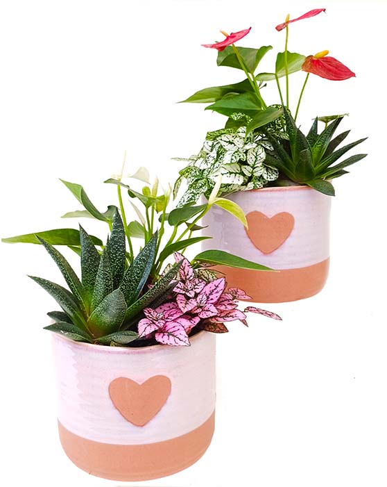 Clay Heart pots with anthurium, succulents and splash 