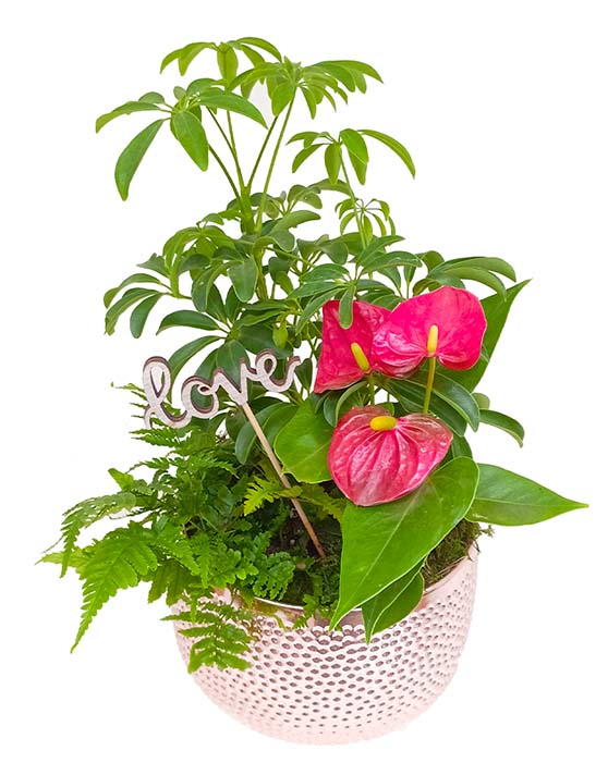Jardinière d'anthuriums à fleurs romantique DIY
