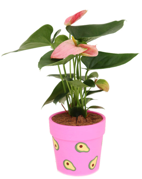 Avocado Runt Ceramic Pot | S | 4.5 Inch | Matte Finish