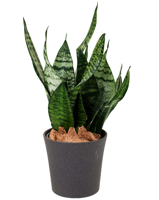 Plante Serpent 'Langue de la Mère' (Snake Plant 'Mother-in-Law's Tongue')