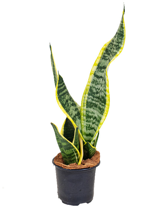 Snake Plant Variegated 'Mother-in-Law's Tongue' | Sansevieria