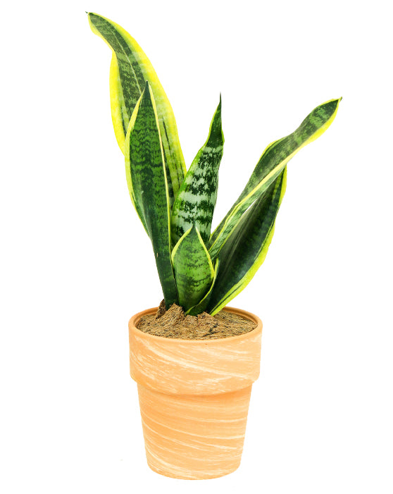 Snake Plant Variegated 'Mother-in-Law's Tongue' | Sansevieria