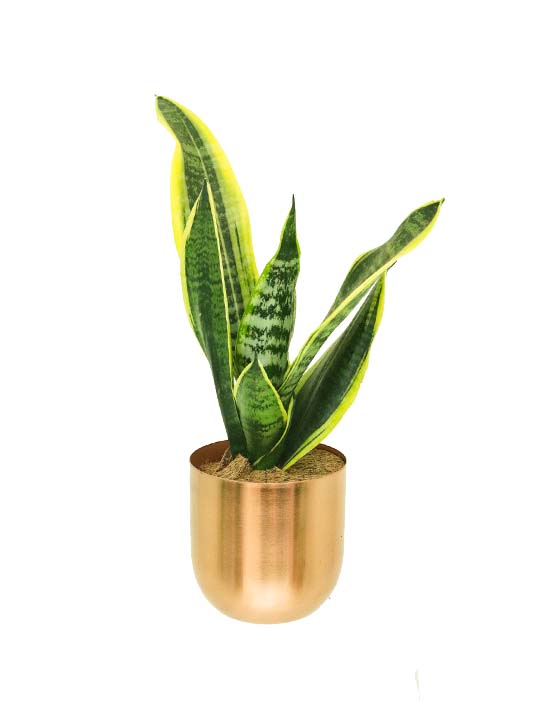 Air-Purifying Collection in Copper Pots (4-Pack)