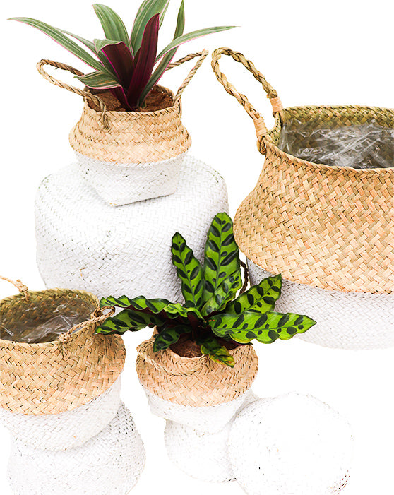 Collection de paniers pliables Seagrass 8-Pack