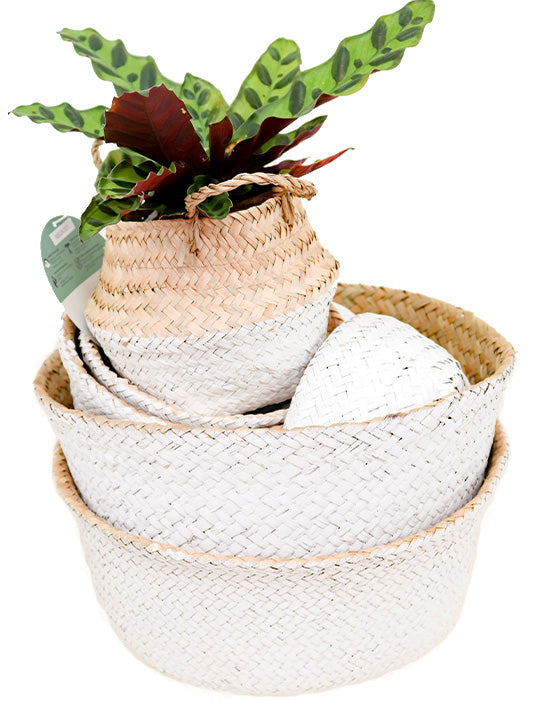 Seagrass Foldable Basket with Liner [M] | 7 Inch
