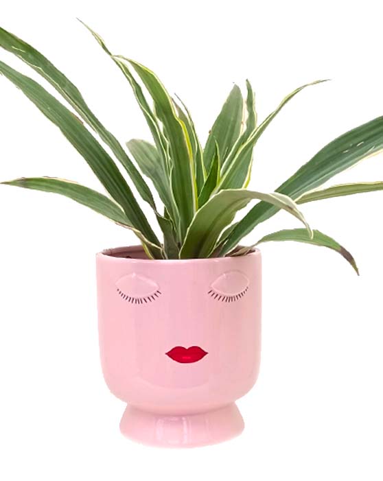 Pot de 5 pouces Selfie (rose)