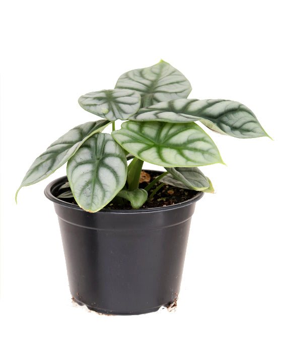 Alocasia 'Silver Dragon' | M | Baginda