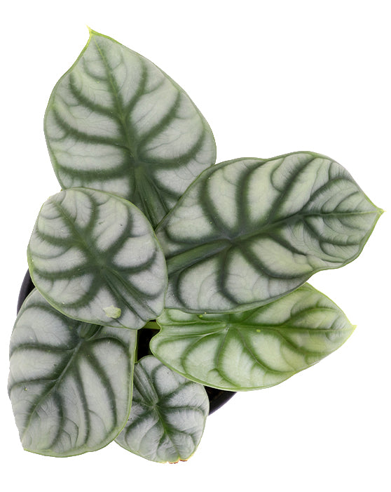 Alocasia 'Silver Dragon' | M | Baginda