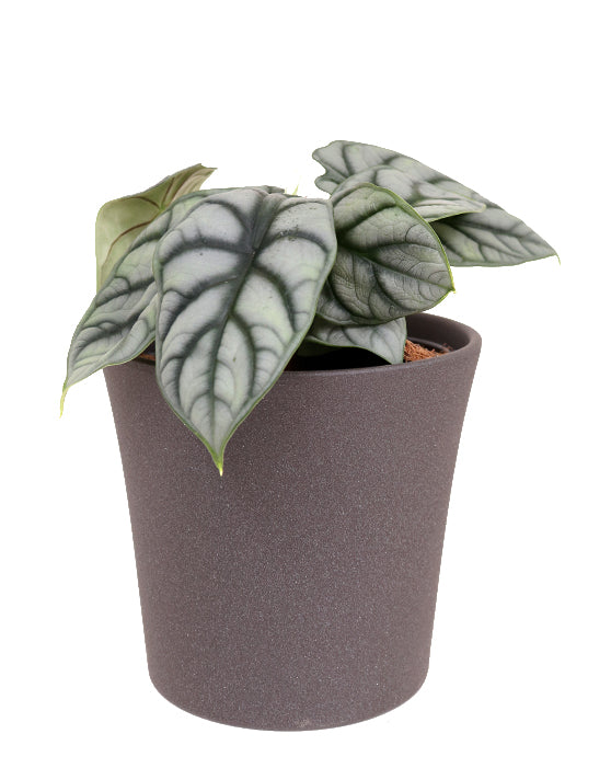 Alocasia 'Silver Dragon' | M | Baginda