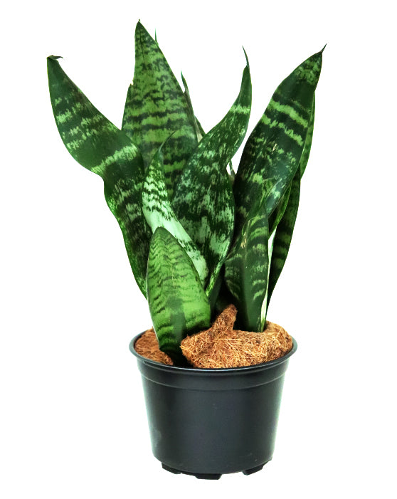 Plante Serpent 'Langue de la Mère' (Snake Plant 'Mother-in-Law's Tongue')