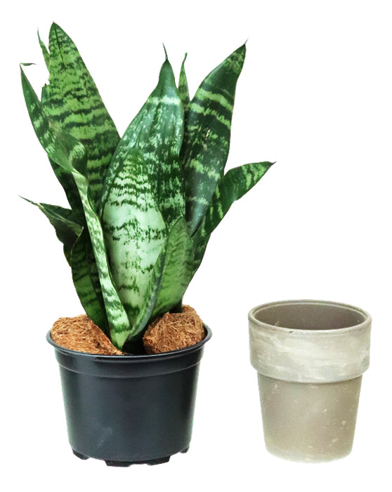 Plante Serpent 'Langue de la Mère' (Snake Plant 'Mother-in-Law's Tongue')