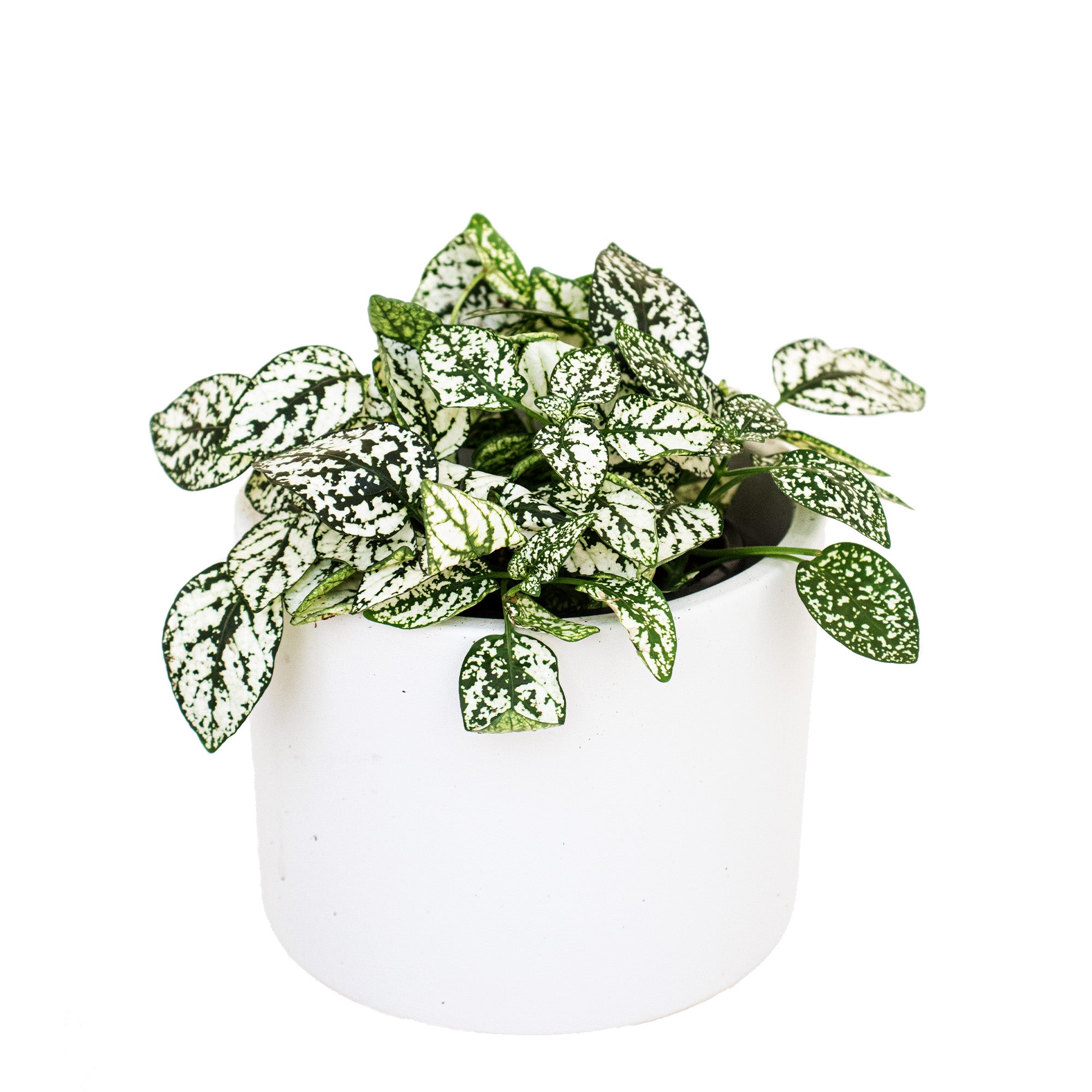 Polka Dot Plant White | Hypoestes