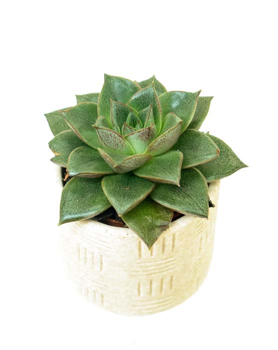 Echeveria purpusorum