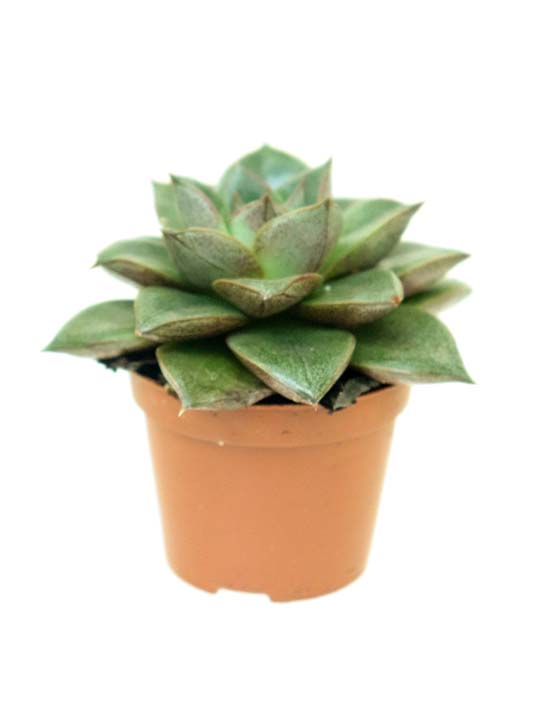 Echeveria purpusorum