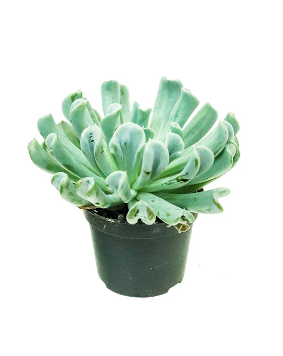 Topsy Turvey Succulent in Growers Pot