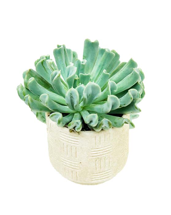 Topsy Turvey Succulent in Textured Mini Pot