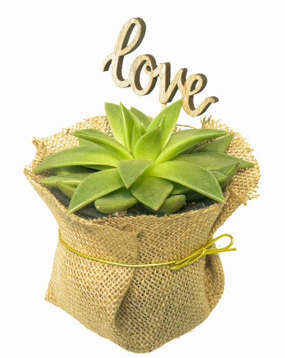 Echeveria Lipstick Succulents Miranda | 3.5