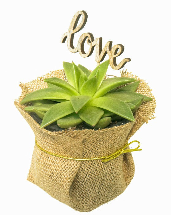 Miranda Succulent in a burlap wrap with a gold string and a love accessory 