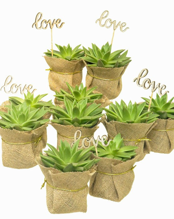 Echeveria Lipstick Succulents Miranda | 3.5