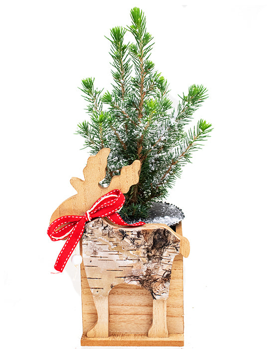 Épinette de l'Alberta | Picea glauca 'Conica