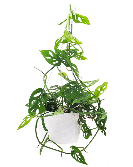 Monstera 'Swiss Cheese Plant' | Adansonii