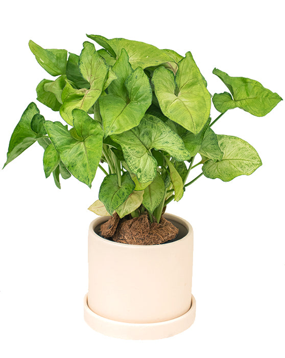 Syngonium Sunshine 'Arrowhead Plant' (plante flèche)