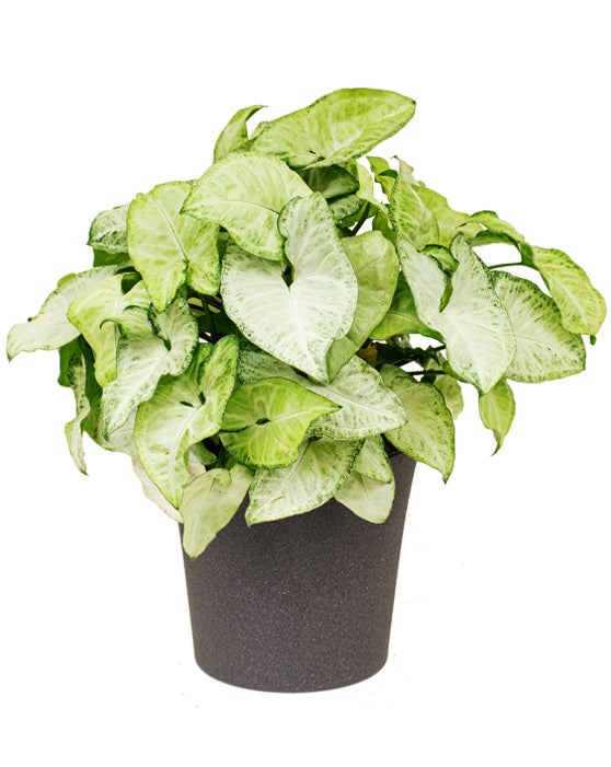 Syngonium Sunshine 'Arrowhead Plant' (plante flèche)