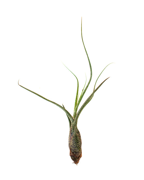 Plante d'intérieur - Tillandsia assortie
