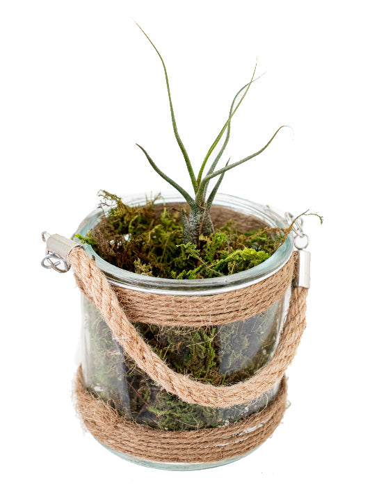 Tillandsia 'Air Plant' | Butzii